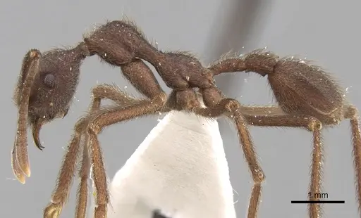 Apterostigma urichii specimen