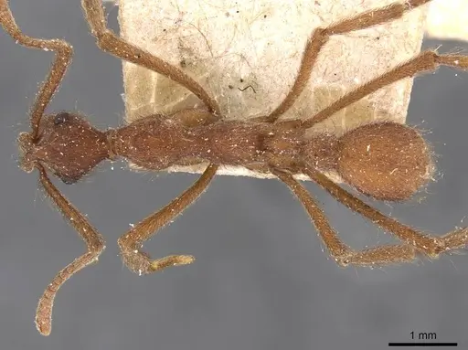 Apterostigma urichii - CASENT0909366