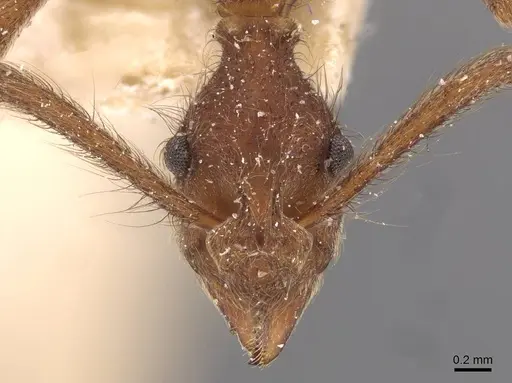 Apterostigma urichii - CASENT0909366