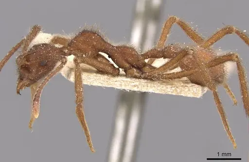 Apterostigma urichii - CASENT0909366