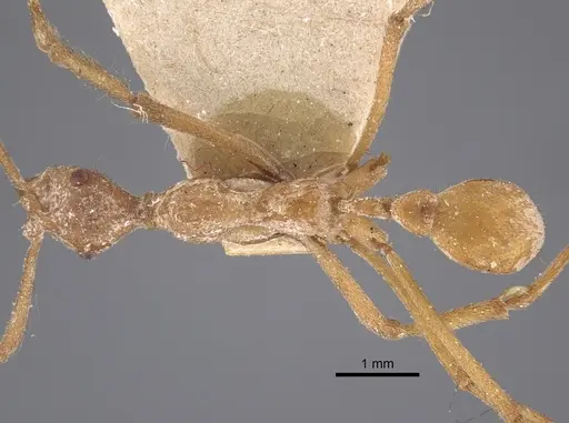 Apterostigma urichii - CASENT0917844