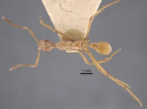 Apterostigma urichii - CASENT0917844