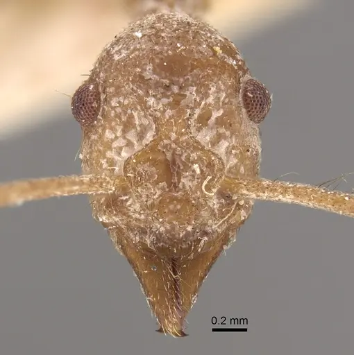 Apterostigma urichii - CASENT0917844