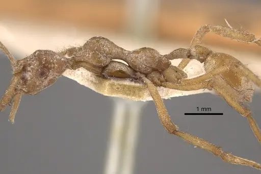 Apterostigma urichii - CASENT0917844