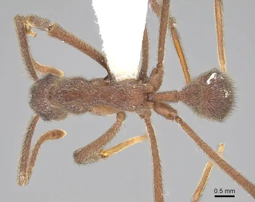 Apterostigma urichii - CASENT0922049