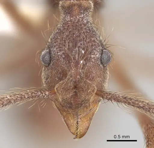 Apterostigma urichii - CASENT0922049