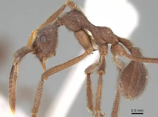 Apterostigma urichii - CASENT0922049