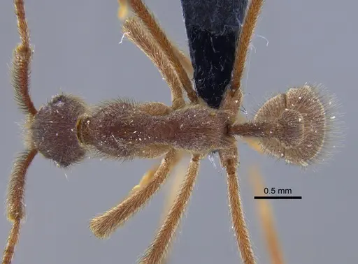 Apterostigma urichii - CBUMAGENT41896