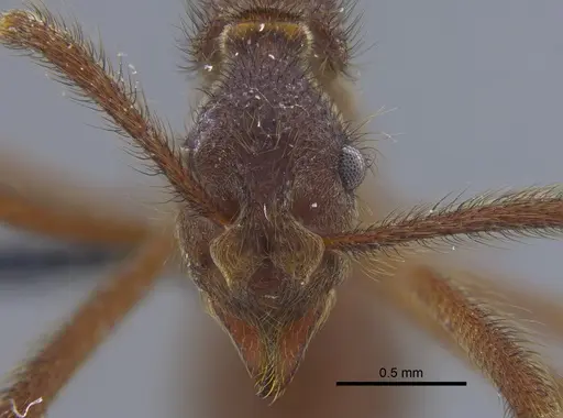 Apterostigma urichii - CBUMAGENT41896