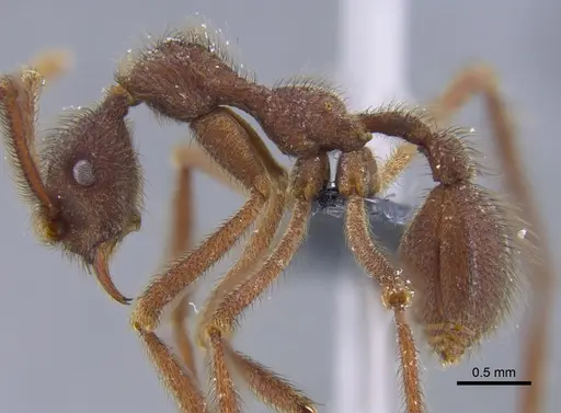 Apterostigma urichii - CBUMAGENT41896