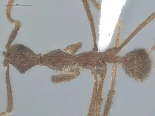 Apterostigma urichii - ECOFOG-KW14-0062-05