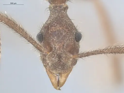 Apterostigma urichii - ECOFOG-KW14-0062-05