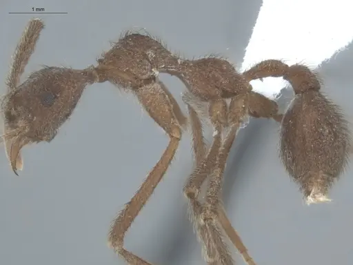 Apterostigma urichii - ECOFOG-KW14-0062-05