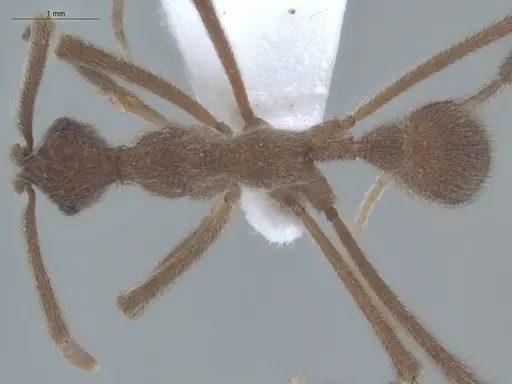 Apterostigma urichii - ECOFOG-MI15-0448-19