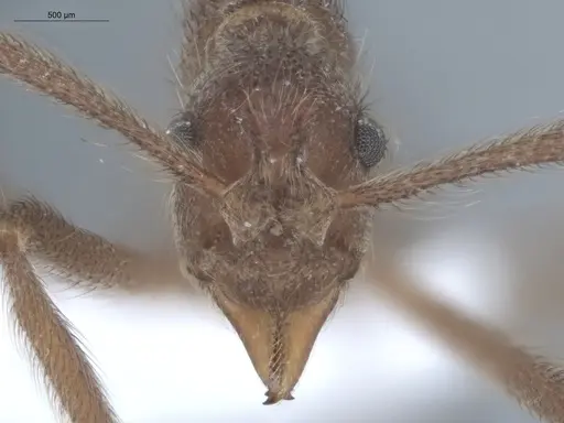 Apterostigma urichii - ECOFOG-MI15-0448-19