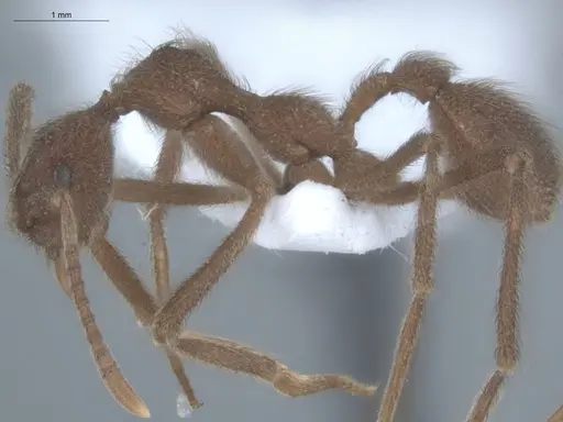 Apterostigma urichii - ECOFOG-MI15-0448-19