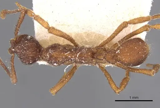 Apterostigma wasmannii specimen