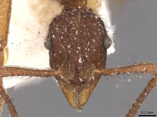 Apterostigma wasmannii specimen