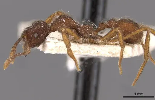 Apterostigma wasmannii specimen