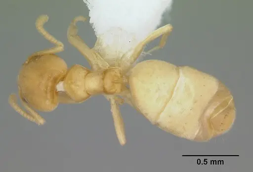 Aptinoma mangabe specimen