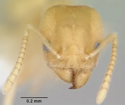 Aptinoma mangabe specimen