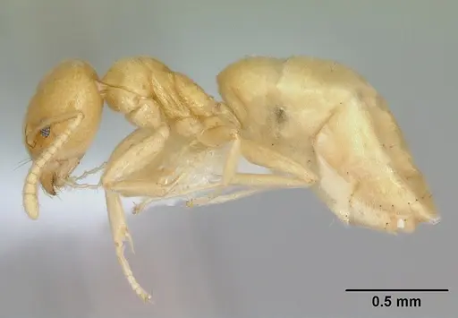 Aptinoma mangabe specimen