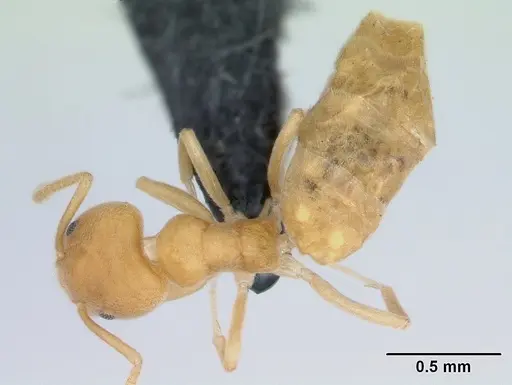 Aptinoma mangabe - CASENT0130146