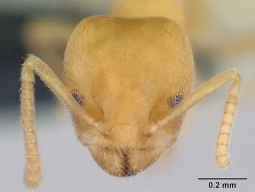 Aptinoma mangabe - CASENT0130146