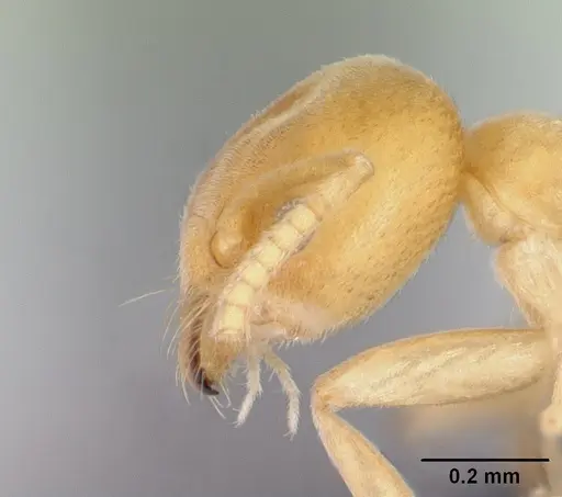 Aptinoma mangabe - CASENT0130146