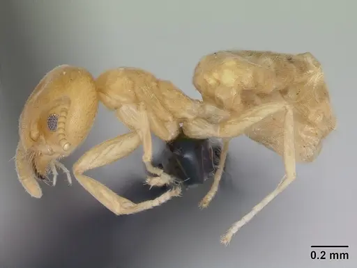 Aptinoma mangabe - CASENT0130146