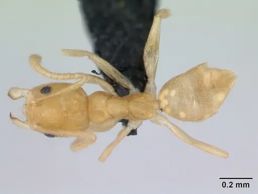 Aptinoma mangabe - CASENT0130148