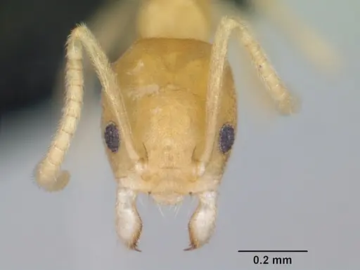 Aptinoma mangabe - CASENT0130148