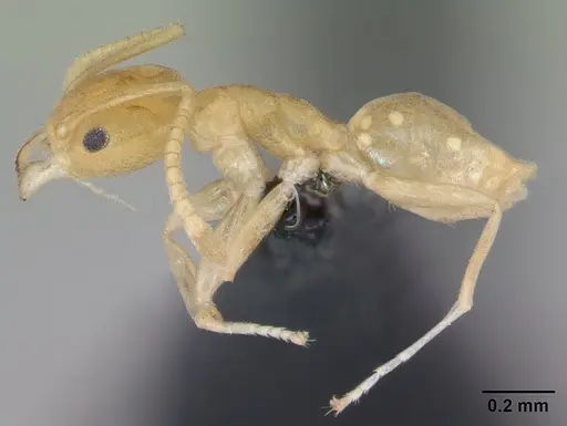 Aptinoma mangabe - CASENT0130148