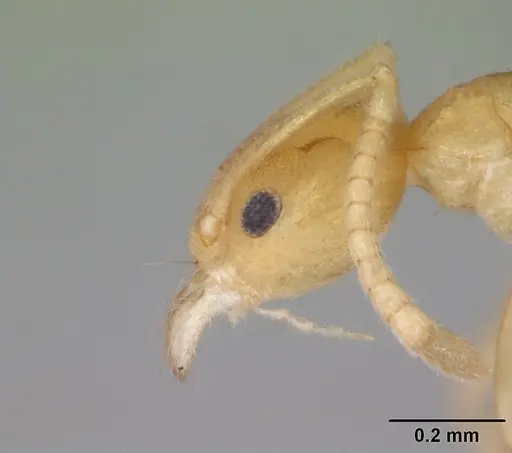 Aptinoma mangabe - CASENT0130148