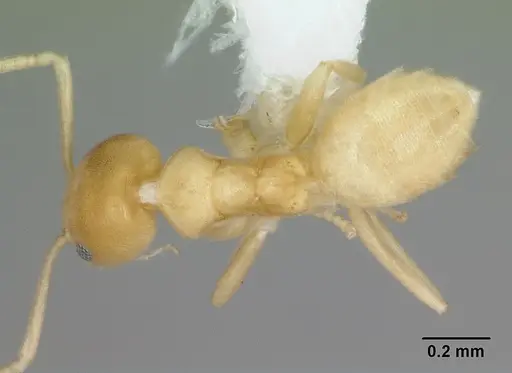 Aptinoma mangabe - CASENT0172772