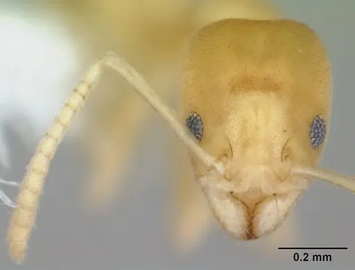 Aptinoma mangabe - CASENT0172772