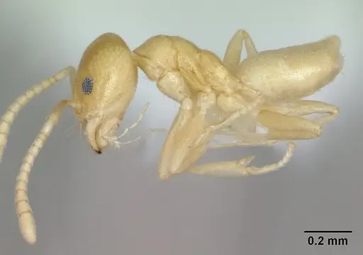 Aptinoma mangabe - CASENT0172772