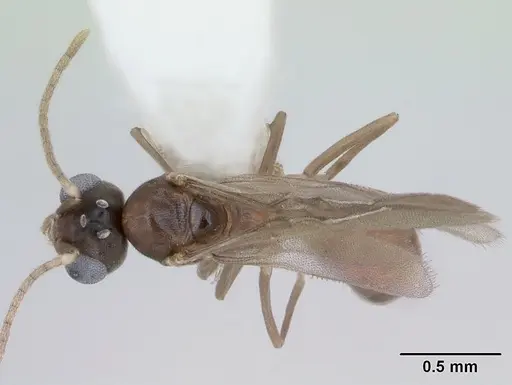 Aptinoma mangabe - CASENT0173594