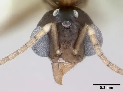 Aptinoma mangabe - CASENT0173594