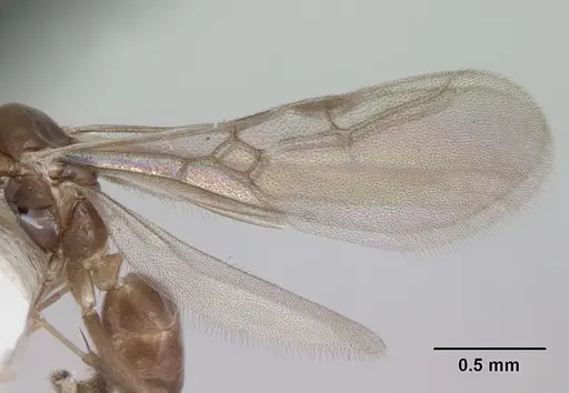 Aptinoma mangabe - CASENT0173594