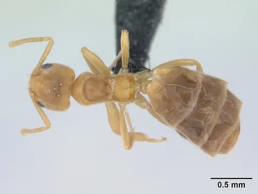 Aptinoma mangabe - CASENT0175008