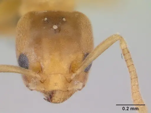 Aptinoma mangabe - CASENT0175008