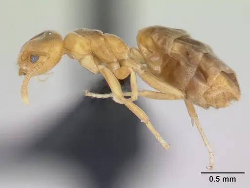 Aptinoma mangabe - CASENT0175008