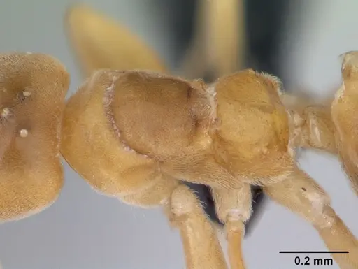 Aptinoma mangabe - CASENT0175008