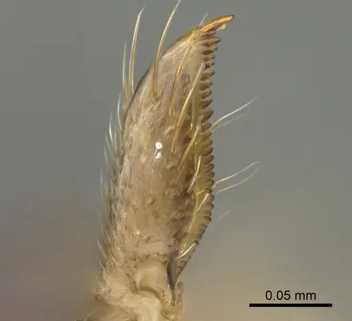 Aptinoma mangabe - CASENT0212300