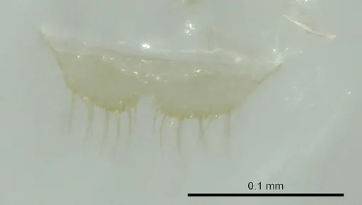 Aptinoma mangabe - CASENT0345097