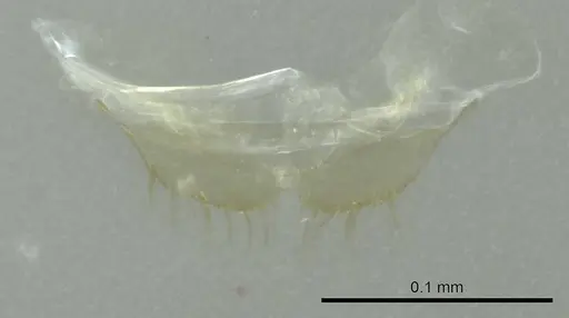 Aptinoma mangabe - CASENT0345098