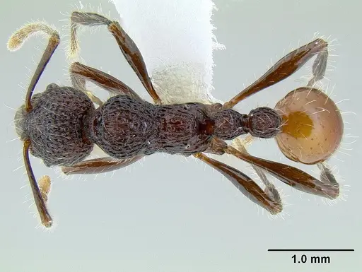 Aretidris buenaventei specimen