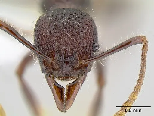 Aretidris buenaventei specimen