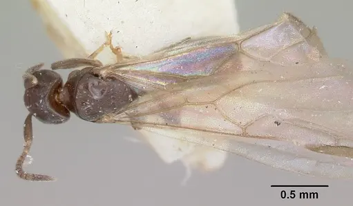 Arnoldius flavus specimen